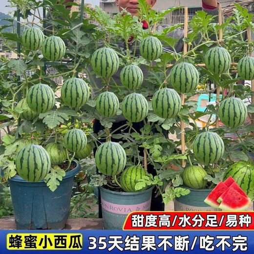 Super Sweet Honey Small Watermelon Seeds Ruby Seedless Small Watermelons for Four Seasons Planting in Balcony Courtyard Potted Fruit Seeds Honey Potted Small Watermelon Seeds (Eatable in 30 Days) High Yielding Seeds 2 Packs of About 80 New Seeds