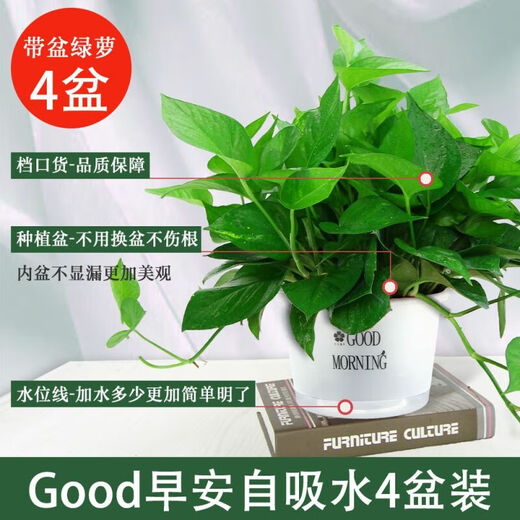 多瑙梦绿萝盆栽室内批发花卉植物除甲醛客厅新房长藤绿植绿箩水培绿植 6盆12023新款绿早安湓水 包养活赠三肥