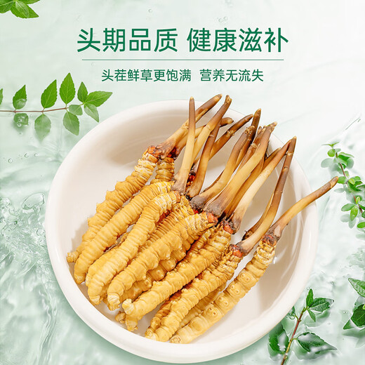 藏汐堂【2025年头茬鲜草】新鲜冬虫夏草 头期鲜虫草 滋补营养品 0.6克/根 100根装