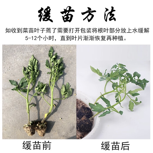 Xinning Tomato Seedlings Complete Collection Tomato Seedlings Black Tomato Hairy Powder Millennium Small Tomato Seedlings Balcony Small Yard Vegetable Plants Small Black Tomato Seedlings 12 Trees