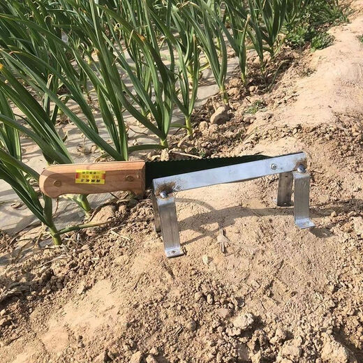 Yue Li's special scissors for cutting garlic. Garlic shearing machine for cutting garlic roots. New knife and garlic head artifact. Household manganese steel thickening tool. Thickening and sharpness - Garlic shearing artifact. 99% labor saving.