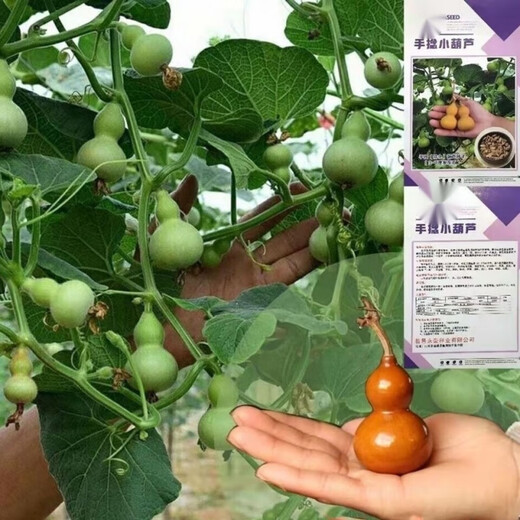 Dark green small gourd seeds, emerald gourd potted plants, hand-twisted gourd seeds, Wenwan sub-waisted seeds, potted plants for balcony, selected gourd seeds, sold out, small flower pot dosage, about 15 grains