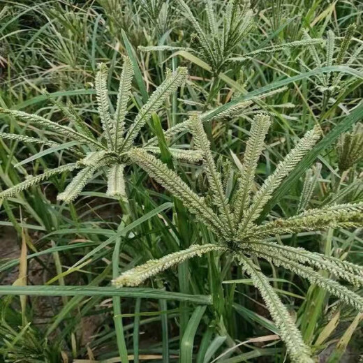 鸭脚粟种子农家红稗粟米拳头栗广粟穇子鸡爪粟红黄粟狗尾栗籽 鸭脚粟种子50克