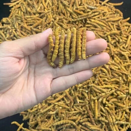 Xueyuantang cordyceps sinensis целый насекомые сломанная трава Аутентичные Cordyceps Выбранные тонические продукты Плато Cordyceps Целые насекомого китайское лекарственное тонизированное продукты около 0,3 г/корень (целая сломанная трава насекомых)