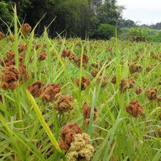 鸭脚粟种子农家红稗粟米拳头栗广粟穇子鸡爪粟红黄粟狗尾栗籽 鸭脚粟种子50克