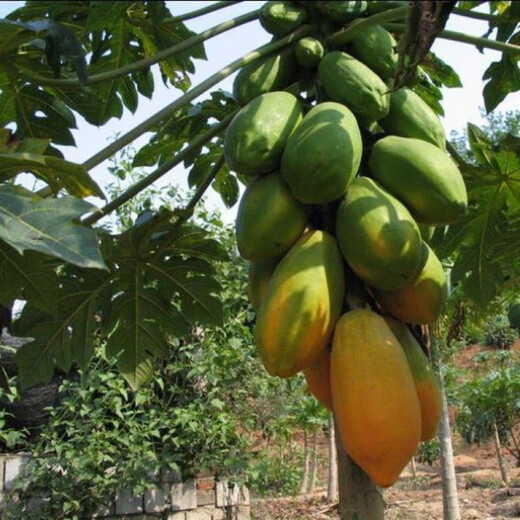 Papaya seeds Hainan red heart papaya rock sugar papaya papaya seeds balcony courtyard potted vegetables and fruits for four seasons sowing papaya seeds 30 capsules