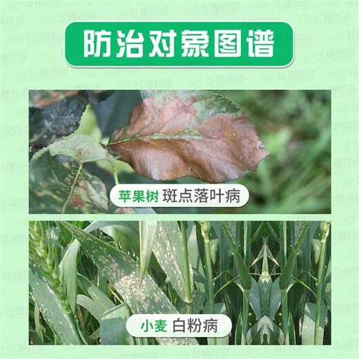 Bainongstar 43% Tebuconazole Fruit Tree Vegetable Apple Spotted Leaf Fall Powdery Mildew Fungicide Fungicide 1000g