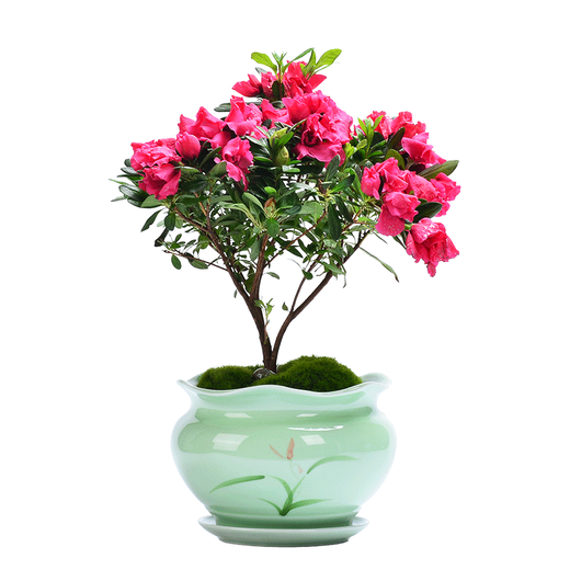 Xingtang Keramikpalette Celadon Sukkulente Phalaenopsis Spezialblüte mit Paletten großer Keramik einfacher Spinnen Pflanze Grüne Pflanze Orchideen Rosa Grün 719+Palette 864 groß