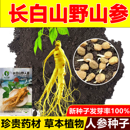 Changbai Mountain ginseng seeds, wild ginseng seeds, easy to grow Chinese medicinal materials in all seasons, easy to live indoor flower pots, ginseng seeds shipped without buds, big sale, 2 bags selected, about 104 capsules