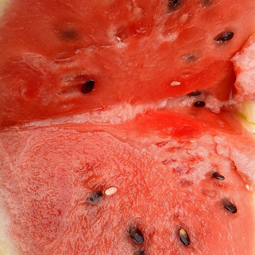 Shouhe yellow-skinned and red-flesh watermelon seeds for all seasons Jinlinglong yellow-skinned watermelon seeds 10 capsules 5 early maturing