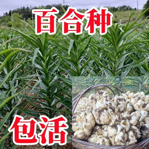 Longshan lily bulbs, edible lilies, fresh balcony green plants, can be potted, Yixing lily seeds, bitter taste, 850g lily seeds
