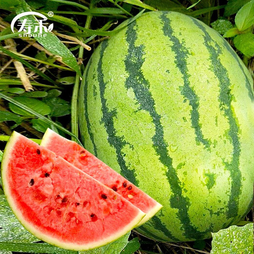 Shouhe Lazy Man Watermelon Seeds Lazy Man King Watermelon Seeds Extra Large Spring No Pruning Lazy Man Fruit Seedlings Southern Sweet Green Emperor Lazy Man King Watermelon Seeds 30 capsules 5 bags