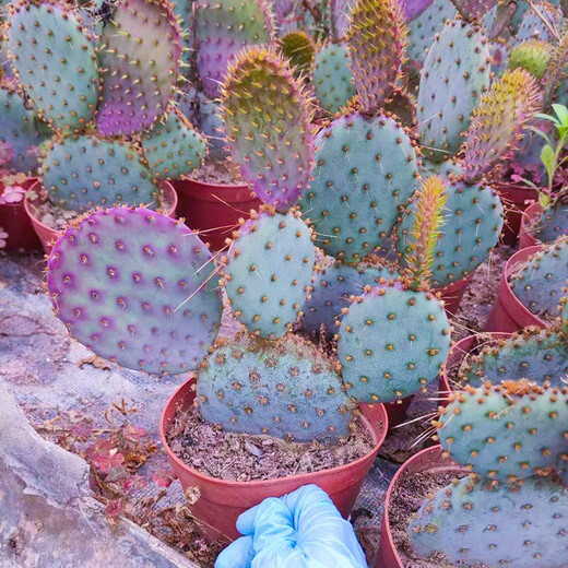 醉春木圣丽塔仙人掌 正版稀有耐热耐寒耐晒沙生花境植物龙舌兰户外庭院 圣丽塔 单片 不带根 不含盆