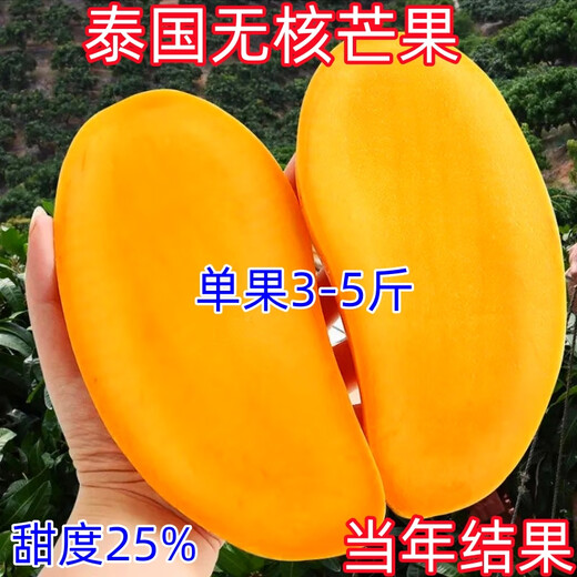 New varieties of Thai seedless mango saplings, seedless grafted mango seedlings, planted in four seasons, cold-resistant and extra large in the same year, 81cm (inclusive) - 110cm (inclusive), 4-year seedlings (full of results)