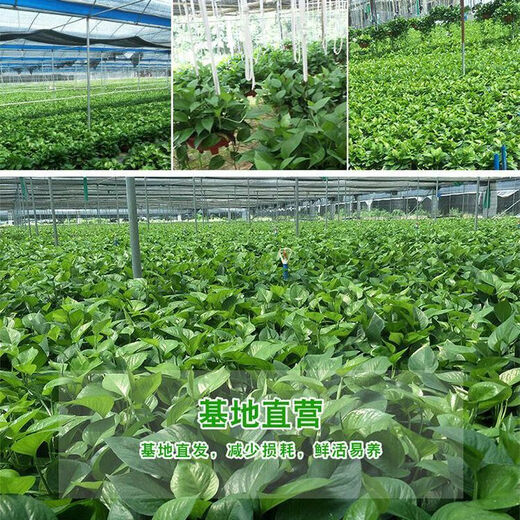 多瑙梦绿萝盆栽室内批发花卉植物除甲醛客厅新房长藤绿植绿箩水培绿植 6盆12023新款绿早安湓水 包养活赠三肥