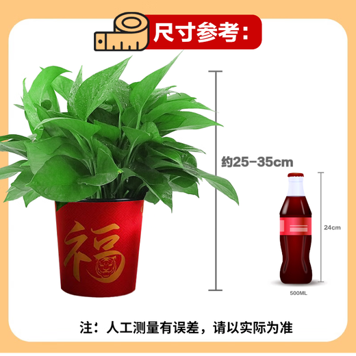 Shuangmeng Green Radish Potted Plants Formaldehyde Removal Flowers and Green Plants Office New House Air Purification 180 Styles Fu Character 4 Pots Straight from the Source