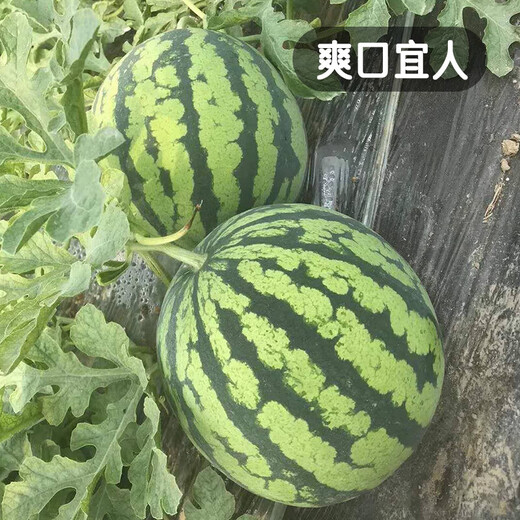 Fengming Yashi Kirin Meidu watermelon seeds with thin skin, crack-resistant and few seeds, super sweet and crispy Kirin Meidu watermelon seeds 50 capsules
