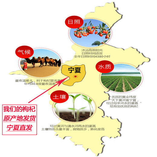 Lycium barbarum 500G Ningxia Spezialer authentischer Herkunft Neues Produkt ohne Flecken und roter Gouqi -Tee, getränkt in Wasser für Männer Nieren trocken Neues Produkt 250 g [Bag Medium Fruit]