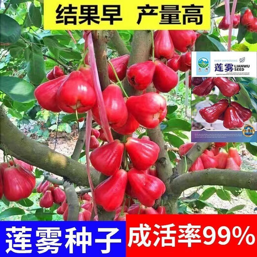 Four Seasons Sowing Lotus Mist Seeds, Black Diamond Lotus Mist Seeds, Brown Sugar Barbie Fruit Seeds, Potted Plants, Fruit Seedlings, Potted Plants, Lotus Mist Seeds (Sweet and Juicy) New Product (3 Packs of 300 Tablets) Fruit-filled Branches