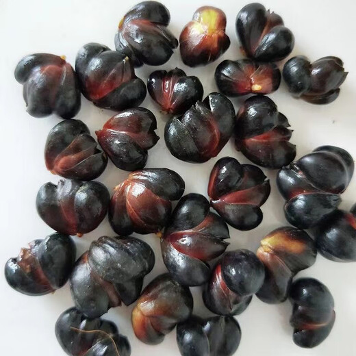 1052 pieces in 30 days Lily seeds Dragon bud Lily Dragon West lily seeds Dragon tooth lily seeds About 1 cm in size 200 seeds Black seeds