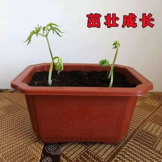 Changbai Mountain ginseng seeds, wild ginseng seeds, easy to grow Chinese medicinal materials in all seasons, easy to live indoor flower pots, Changbai Mountain ginseng seeds, new species, new species, about 80 capsules