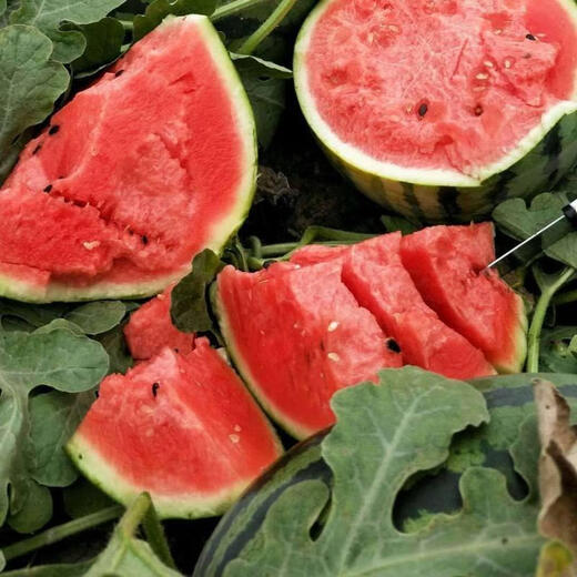 Pure sweet king watermelon seeds, large fruit, short oval, big red flesh, sweet, crisp and refreshing, high sugar content, thin skin, anti-crack, trial planting 100 seeds