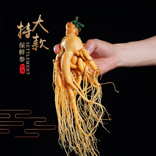 
IGIFTFIRE ginseng wine authentic Northeast Changbai Mountain wild ginseng is filled with more than 10 years of soaking wine [8 years of ginseng] Gross weight is about 250g per piece