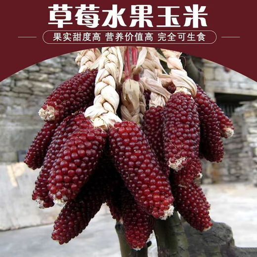 Strawberry Fruit Sweet Corn Seeds Can Be Eaten Raw Ornamental Mini Collection Four Seasons Wenwan Pineapple Corn. Purple Red Strawberry Corn Seeds Original Two Packs ++ Product