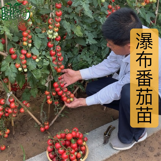 Xinning Tomato Seedlings Complete Collection Tomato Seedlings Black Tomato Hairy Powder Millennium Small Tomato Seedlings Balcony Small Yard Vegetable Plants Small Black Tomato Seedlings 12 Trees