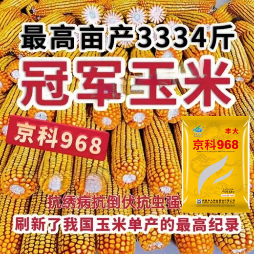 New species Fengda Jingke 968 corn seed, high yield, drought resistant, short stem, disease resistant, big stick resistant to lodging, Academy of Agricultural Sciences variety, new species Shikoku Shenjingke 968 4000 grains, 5 bags
