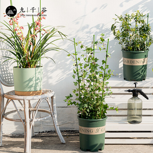 
Nine Thousand Valley Plant Climbing Brackets Steel Pipe Flower Pots Vines Flower Frame Rose Grape Fixed Raspberry Grape Fixed Rack 75cm4641