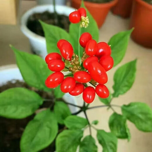 Changbai Mountain ginseng seeds, wild ginseng seeds, easy to grow Chinese medicinal materials in all seasons, easy to live indoor flower pots, Changbai Mountain ginseng seeds, new species, new species, about 80 capsules