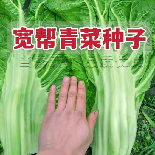 Sichuan Kuanbang green vegetable seeds, pickled pickles, sauerkraut, pickles, medium-ripe large-leaf autumn vegetable seeds, hot product impulse, Kuanbang green vegetable seeds, new this year, RNG9 original factory, 1 pack of about 800 seeds