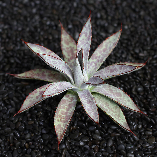 ZKHE龙舌兰盆栽蓝鲸仁王冠吉祥冠泷雷王妃雷神多肉植物组合盆栽 乱雪 单头10cm左右 裸根不带土