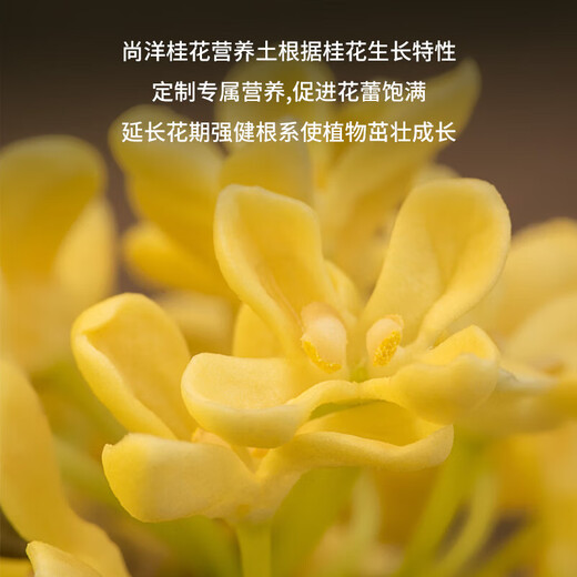 Shangyang Osmanthus nutritious soil 8L home gardening flower soil flower plant planting soil granular soil organic soil