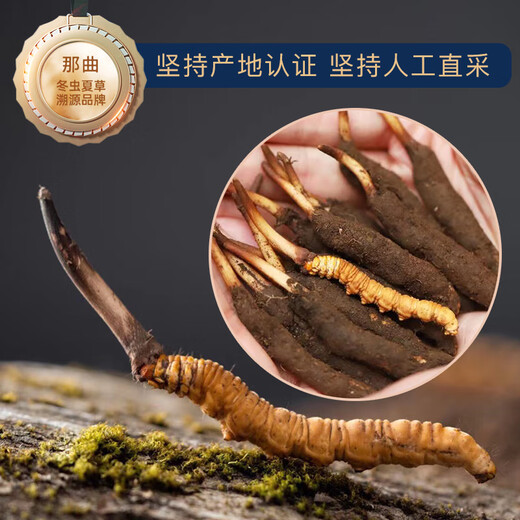 【2024年那曲尾期野鲜虫草】QOMO 西藏那曲原产地当季鲜冬虫夏草 野虫草冷链礼盒装端午礼盒 那曲野鲜虫草0.5g/根 10根装