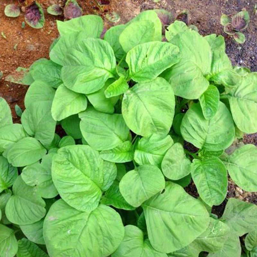 Big round leaf glutinous rice, amaranth, green leaf, amaranth, four seasons, farm vegetables, green seeds, amaranth #(picked and long)* White round leaf amaranth, exquisite 3 packs [sweet, tender and refreshing] about 16,805 capsules