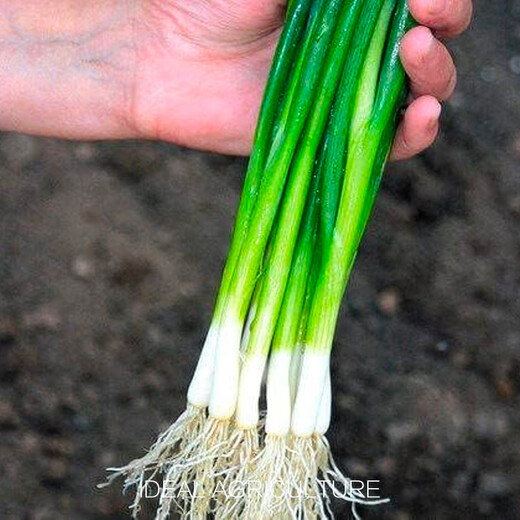 Ldeal ideal agriculture four-season shallot seeds balcony potted vegetable seeds shallot seeds about 1500 capsules