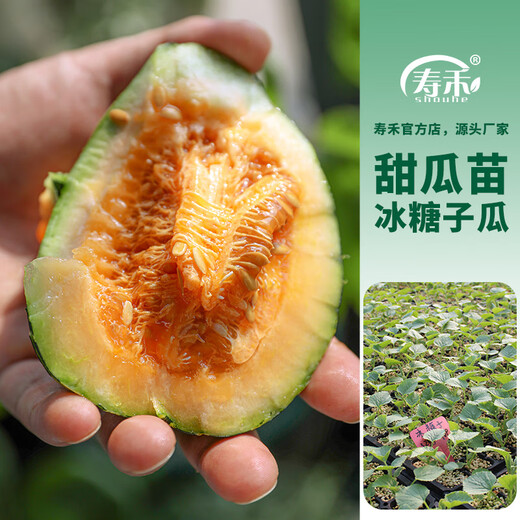 Shouhe Bingtangzi small melon seeds, tall pear-shaped melon seeds, early maturing four-season balcony potted seeds, Bingtang Prince melon seeds 80 capsules + 5 seedlings