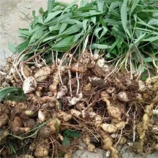 Authentic Medicinal Materials Polygonatum Seeds Chicken Head Polygonatum Tiger Ginger Chicken Claw Ginseng Claw Ginseng Yellow Pheasant Seeds Polygonatum Miao Large Leaf Seedlings Delivered 1500
