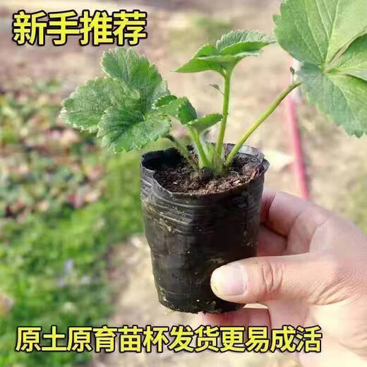 Strawberry seedlings shipped from original soil, blooming and big fruit, cream strawberry seedlings for four seasons, wholesale fruit plug seedlings for the current year, 12 red strawberries, shipped from original soil + fertilizer