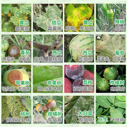 Baitai Germany Azolefen Desenlian Grape Citrus Cucumber Pepper Downy Mildew Scab Anthracnose Fungicide 20g*10 Bags
