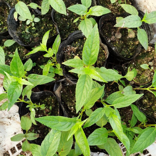 Jingyu Yunnan golden flower red ginseng rare fruit four-season green plant abacus fruit spider fruit Yunnan abacus fruit 100 red ginseng coated large black fruit seeds