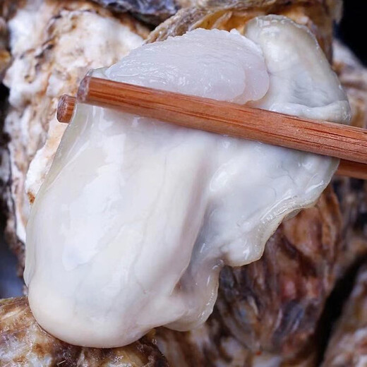 Fresh oysters 230-330g/piece