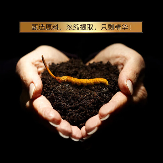 桂仁虫草片冬虫夏草菌丝体含片胶囊60粒增强免疫 中老年人滋补营养品 虫草片十盒套餐（实发十五盒）