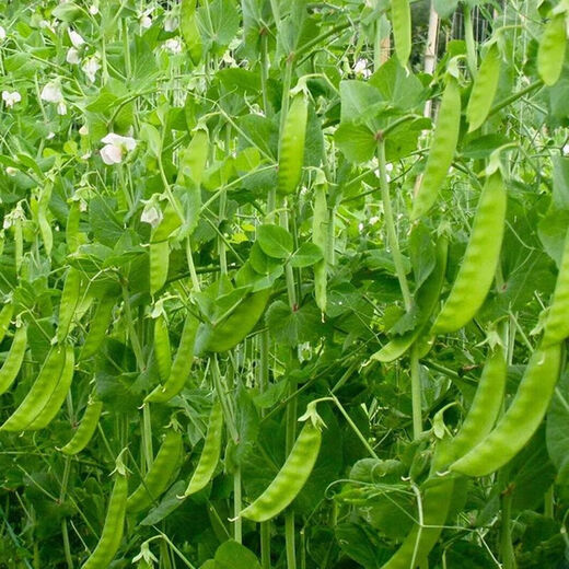 Roselle-Samen, rote Pfirsich-K-Samen, Sesamhonig, große Zuckerschoten, 9-Zoll-Ginseng, süße Senfkörner, original große Zuckerschotensamen, 100 Kapseln, 2 Packungen