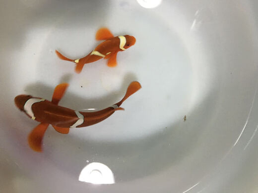 Tropical aquarium pet saltwater fish paired with gold and red clowns, saltwater fish tank tropical fish pets for live viewing, wild paired black-edged clown 4cm