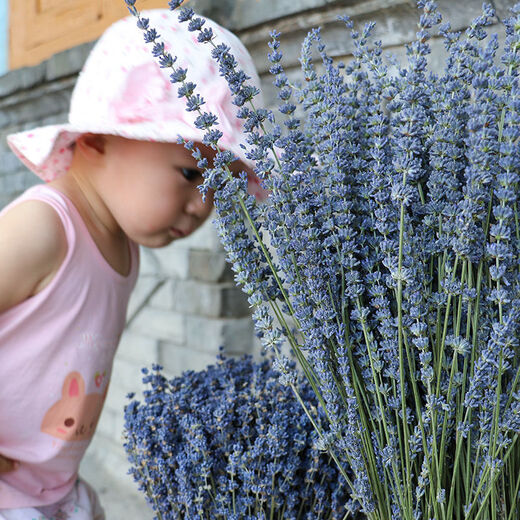 AIMAN dried lavender bouquet living room home decoration natural dried bouquet real flower aromatherapy internet celebrity flower arrangement ins gift 250g British blue half Jin Jin is equal to 0.5kg long style new summer flowers all in English newspaper packaging