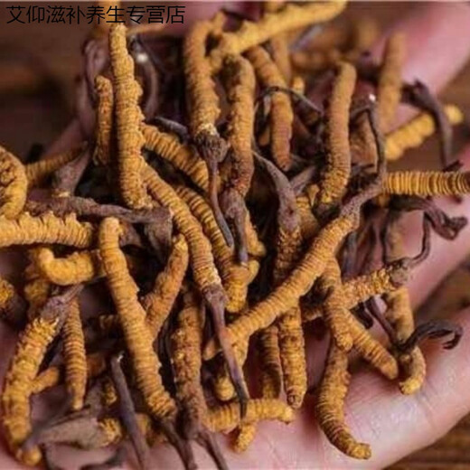 Ivanmai Authentic Cordyceps Cordyceps Cordyceps Cordyceps non-cut grass tube-installed with extra large root gift box Yivanmai Two bottles of 10 pieces are given one bottle up to 15 pieces
