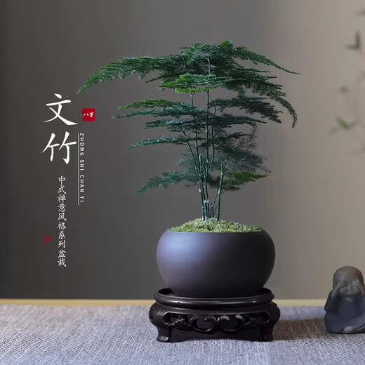 Eight-bud asparagus, moss, white-haired moss, green plant, indoor coffee table, tabletop, ceramic potted plant, office ornaments, bonsai to purify the air, Zen potted asparagus - containing melamine support, good for potted plants